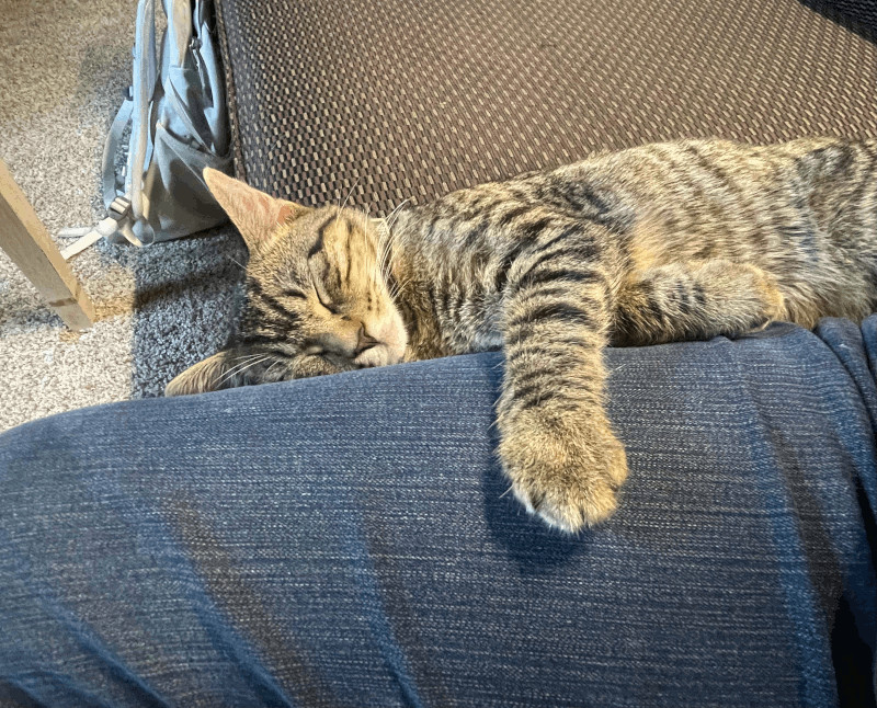 A tabby cat lying stretched out against a leg wearing jeans