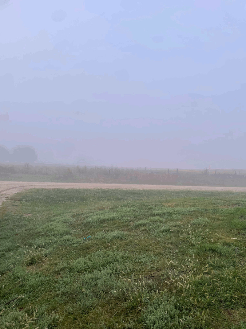 A very foggy cornfield